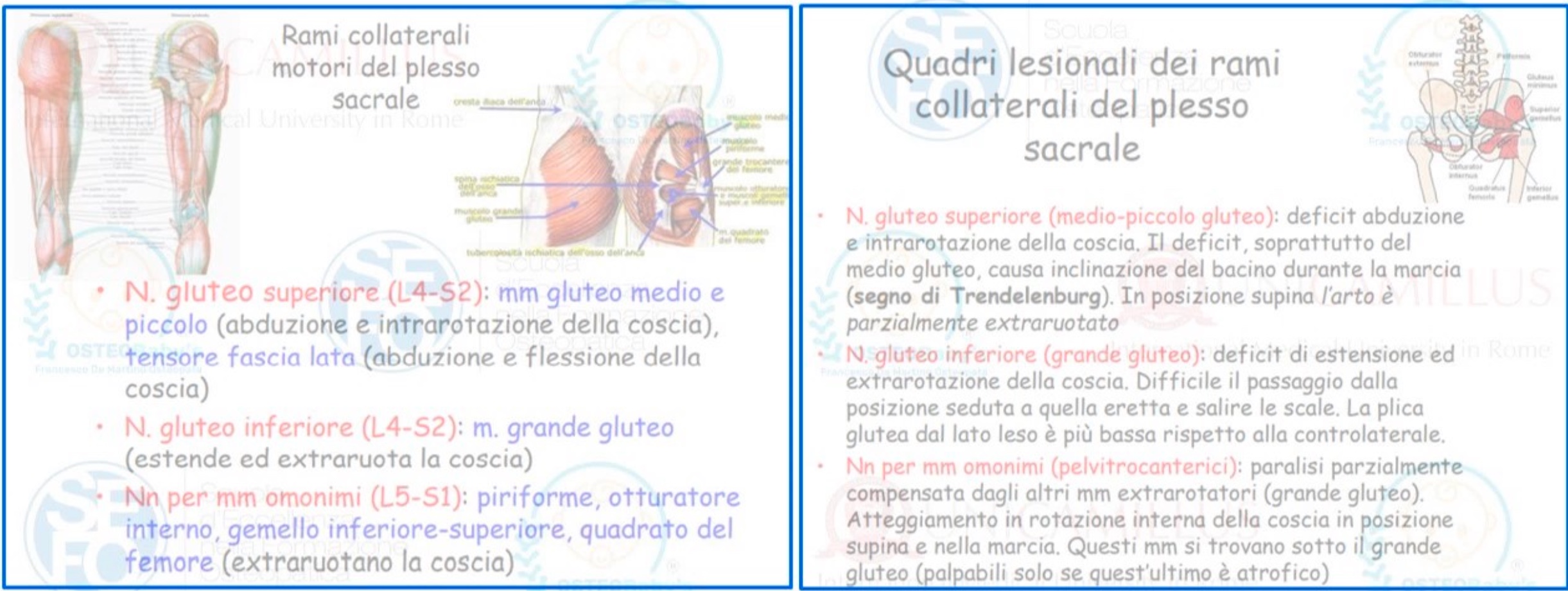 quadri-lesionali-plesso-sacrale.jpeg